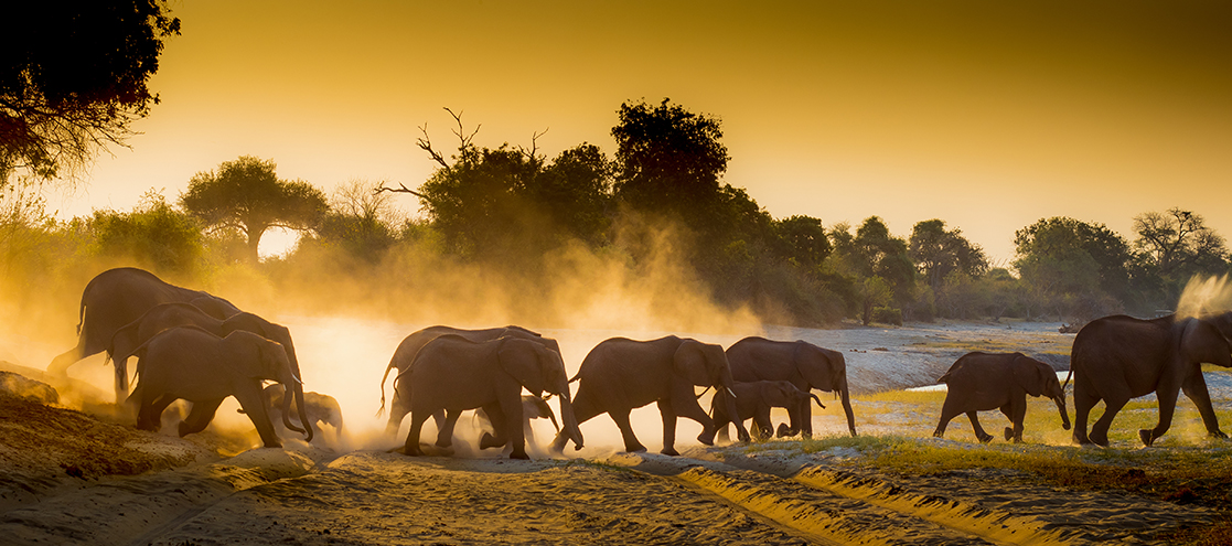 Chobe National park