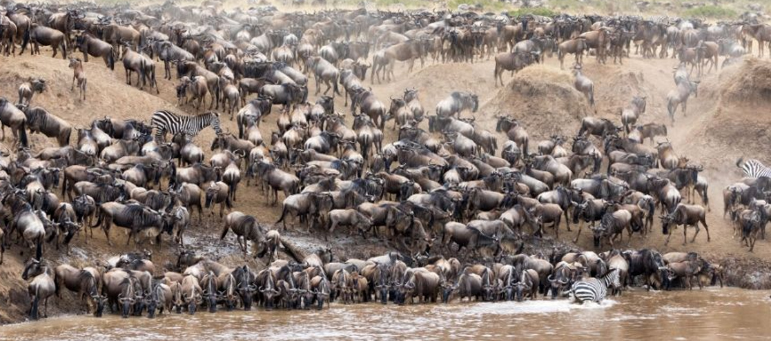 Serengeti National Park – Tanzania’s Wildlife Wonderland