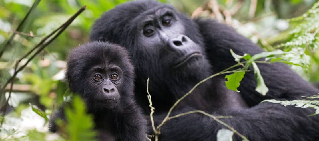 Bwindi Impenetrable Forest National Park – Uganda’s Gorilla Sanctuary