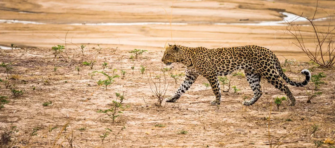 South Luangwa National Park